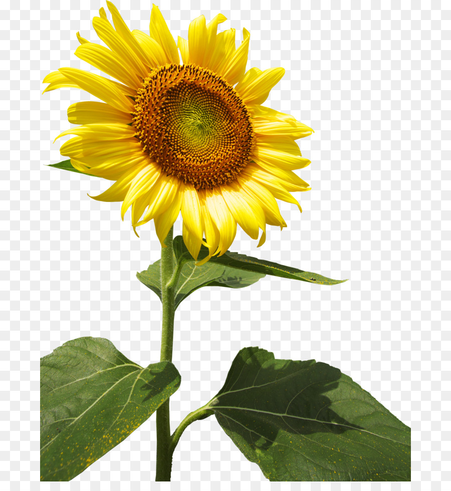 Gemeinsame Sonnenblume Sonnenblumen einjährige pflanze Auswählen Preis - Anrufer ID