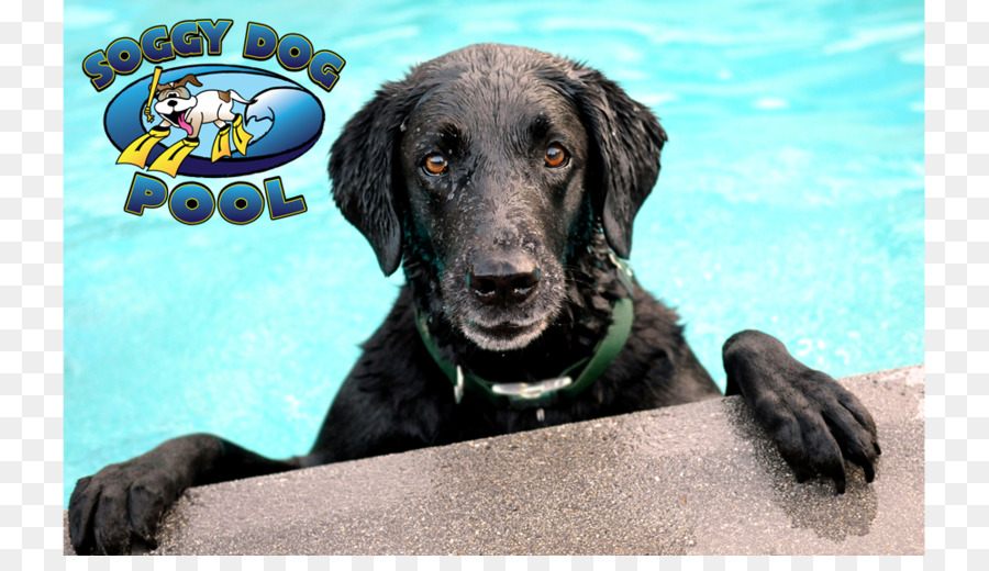 Các labrador chó Săn Vàng bể Bơi Cưng - Chó Săn Vàng