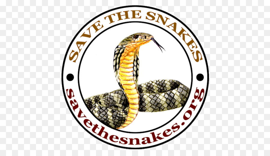 Đại học California, Santa Barbara rắn Chuông Vua cobra Kingsnakes - con rắn