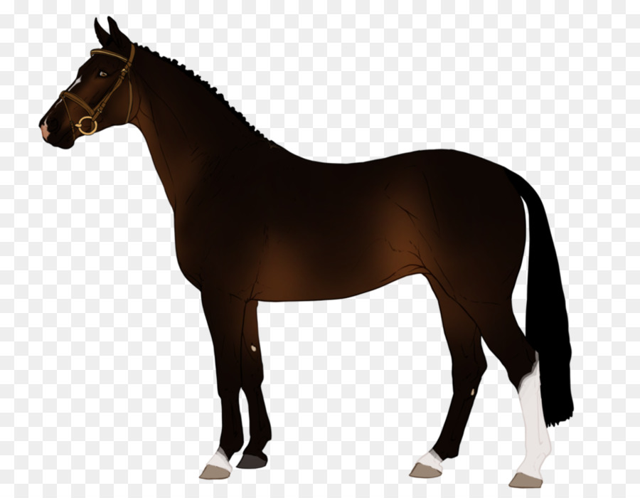 Disegno Stallone cavallo Arabo Zazzle - Design