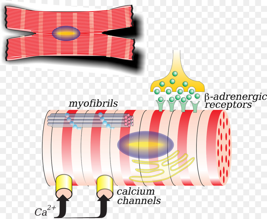 Menschlichen Körper Biologie Herz-Muskel-Zell-clipart - Eierschale und protein Membran Trennung