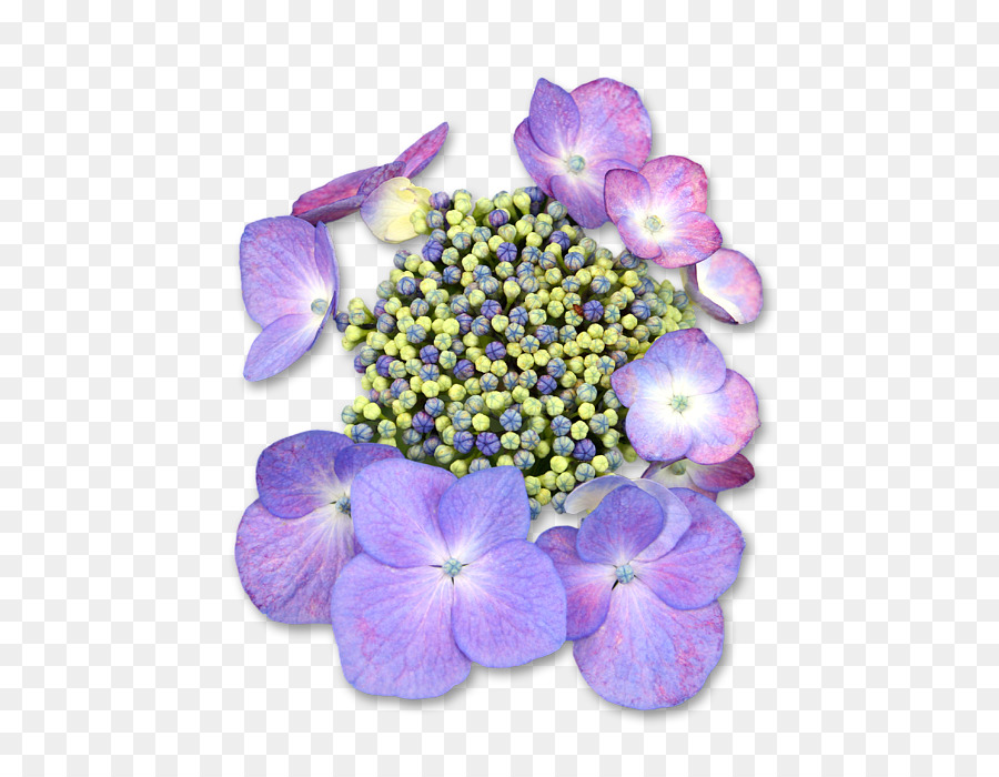 Hortensie Blütenblatt einjährige pflanze Violett Familie - American Purple gallinule