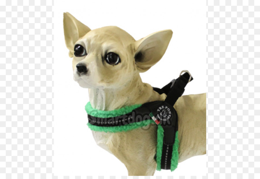 Chihuahua Yorkshire Terrier Cane di razza cane da compagnia Cucciolo - cucciolo