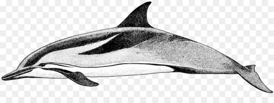 Becco corto comune di delfino tursiope Sotalia di massima-dentate delfino Bianco becco delfino - Delfino