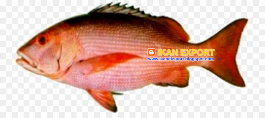 Northern red snapper Fisch Barramundi Marine Biologie Tilapia - Fisch