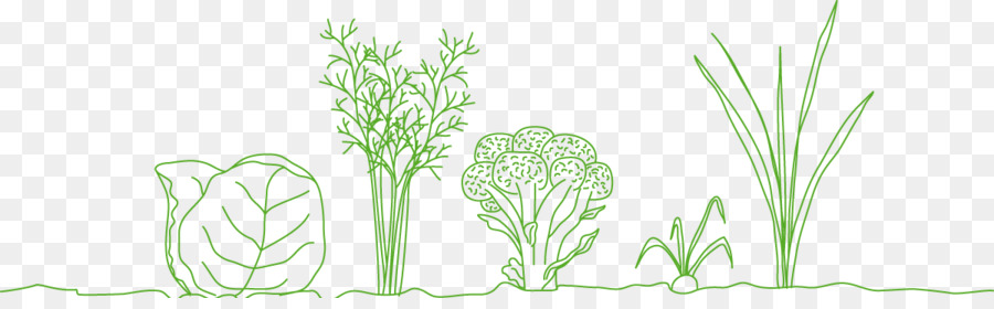 Graminacee Floreale Vaso di design Ecosistema - romanesco broccoli