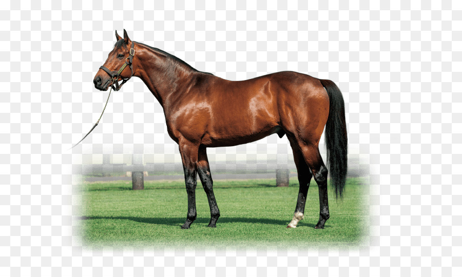 Shadai Stallion Đài Ngựa Mare Ổn Định - Con ngựa