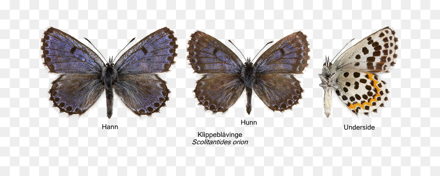 Butterfly Kariert Blau Motte Nationalen rote Liste Arten - Schmetterling