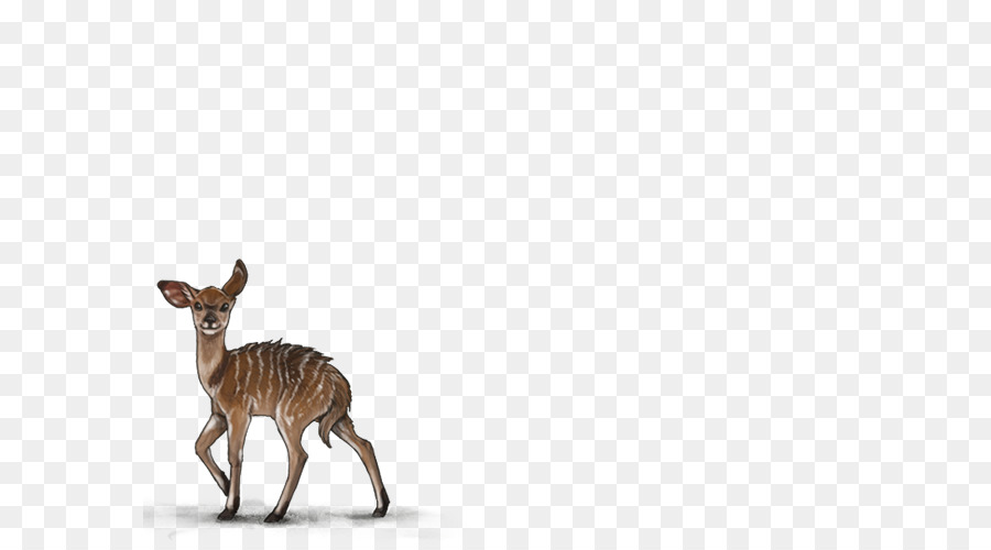 Deer Pronghorn Antilope Wildlife Elch - Hirsch