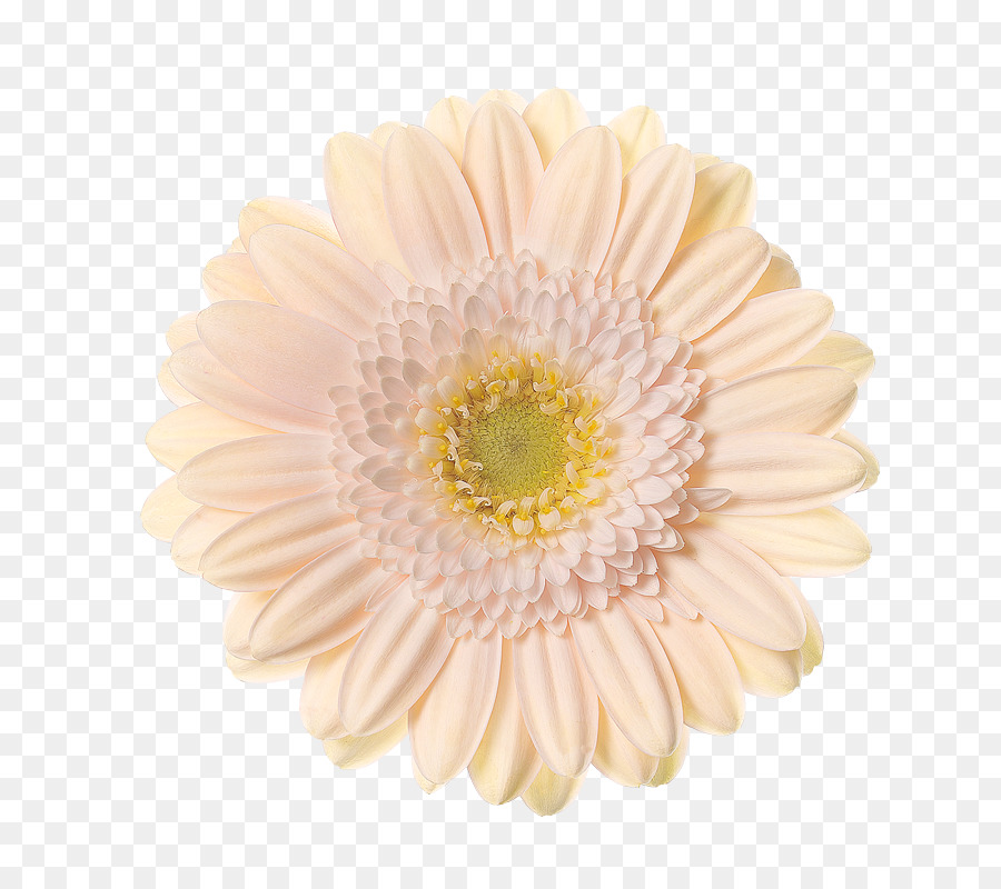 Transvaal daisy Schreurs Crisantemo Hoofdweg 81 fiori recisi - crisantemo