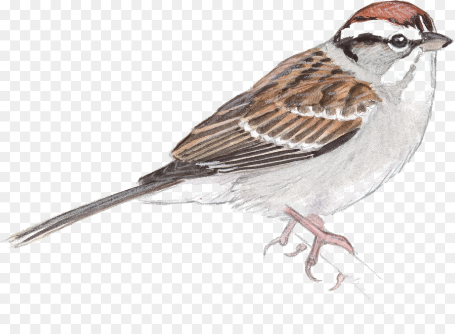 House Sparrow-Vogel-Zeichnung-Skizze - Spatz