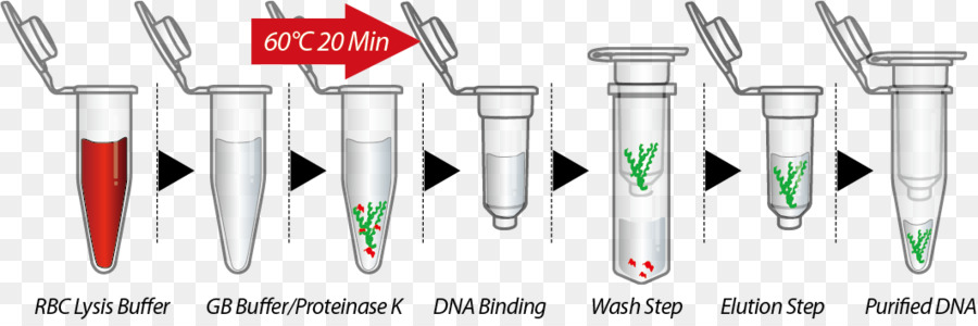 DNA-Extraktion von Plasmid-Zelle - Zahn Extraktion