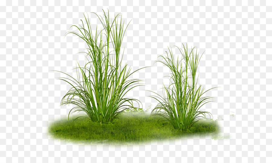 Zier gras clipart - Tinia