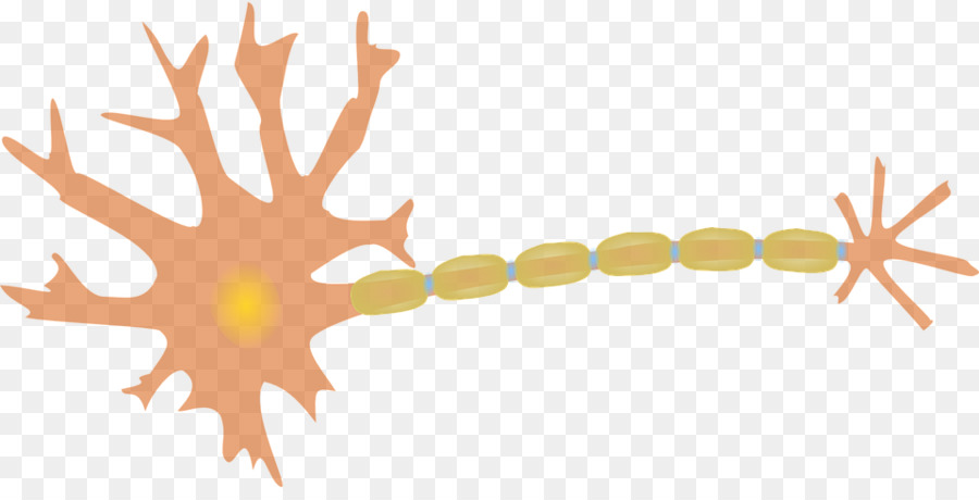 Neurone del Cervello Dendriti Assone Clip art - cervello