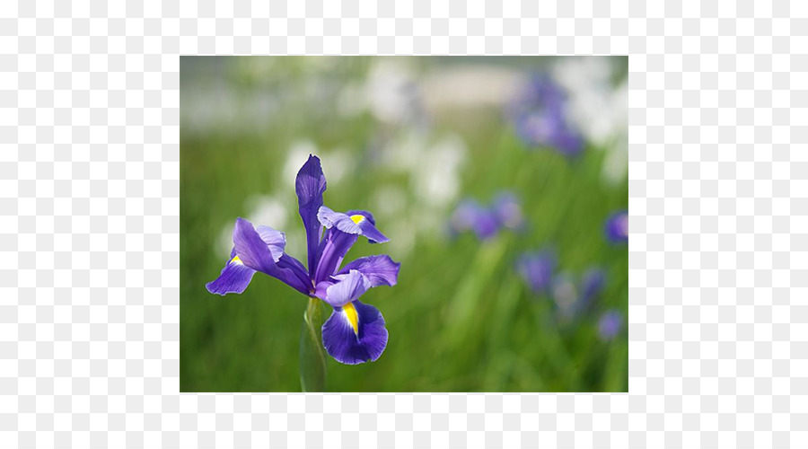 Sommer-Lampen Frühling Blumenzwiebeln Iris × hollandica Blume - Blume