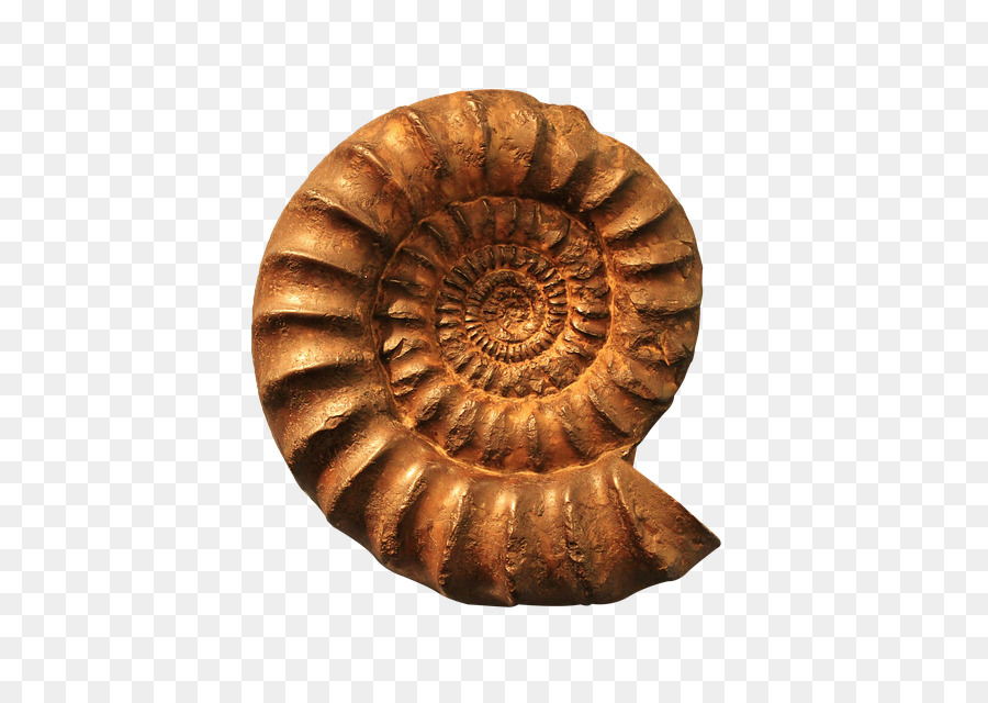 Fossil Nautilidae Goniatite Spirale Muschel - Seashell