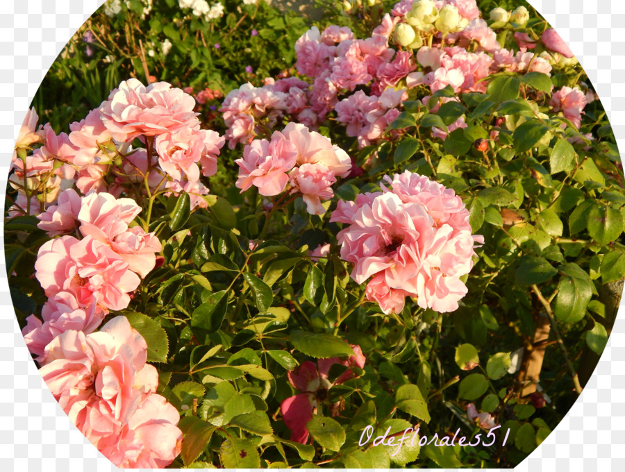 Floribunda rose da Giardino di Cavolo rosa Memorial rose Rambler-Rosa - fiore