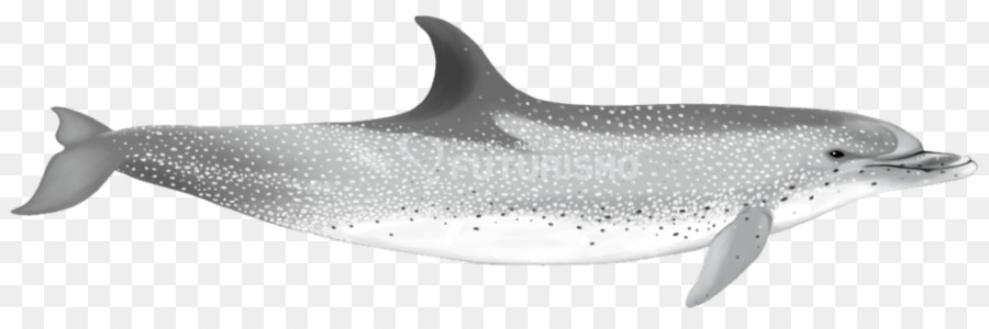 Common bottlenose dolphin Short beaked common dolphin Tucuxi Rough toothed dolphin, White beaked dolphin - Delphin