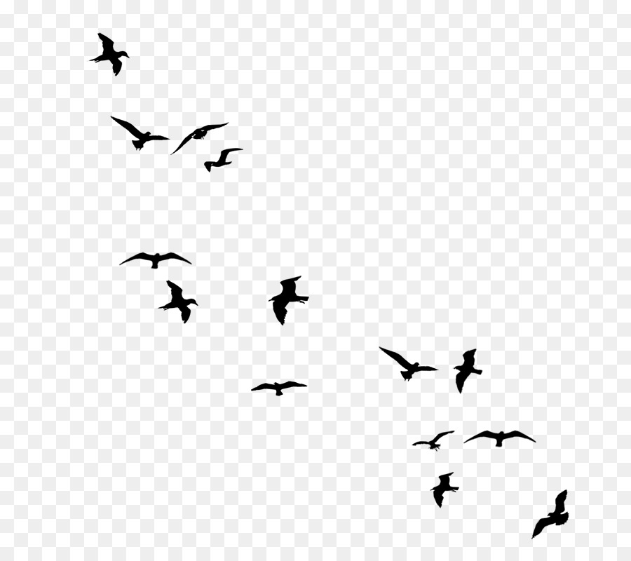 Zeichnung Vögel Schar Clip-art - Vogel