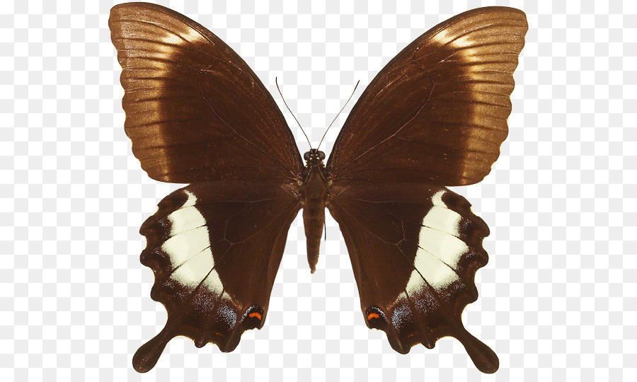 Pinsel footed butterflies Moth Butterfly - Schmetterling