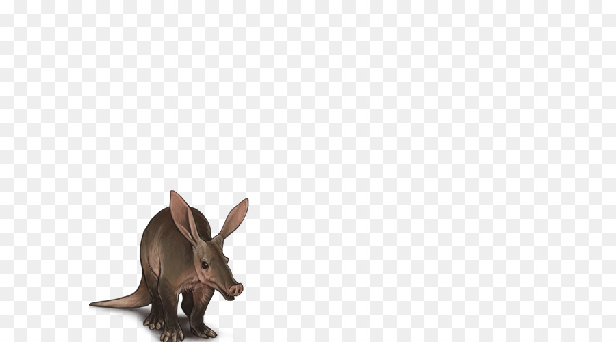 Thỏ trong nước Hare thuộc họ chân to động Vật - thỏ
