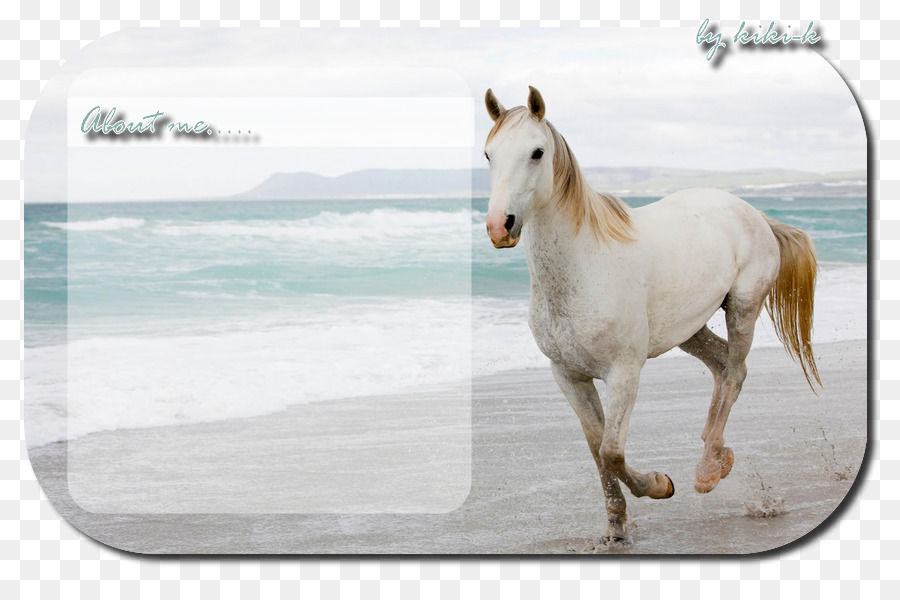 Pferde desktop-hintergrundbilder kostenlos Die 80+