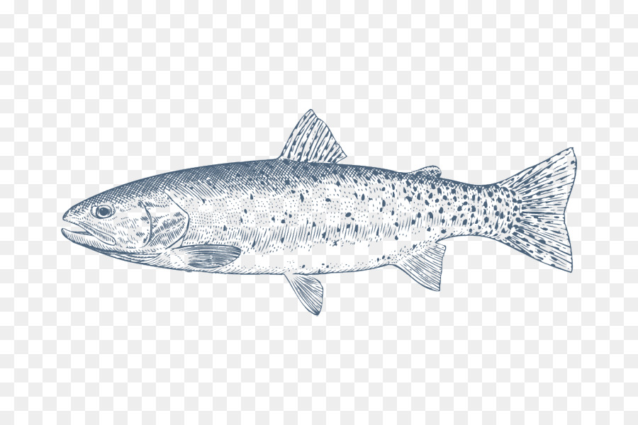 Coho salmone trota Cutthroat trota iridea, pesce azzurro - altri
