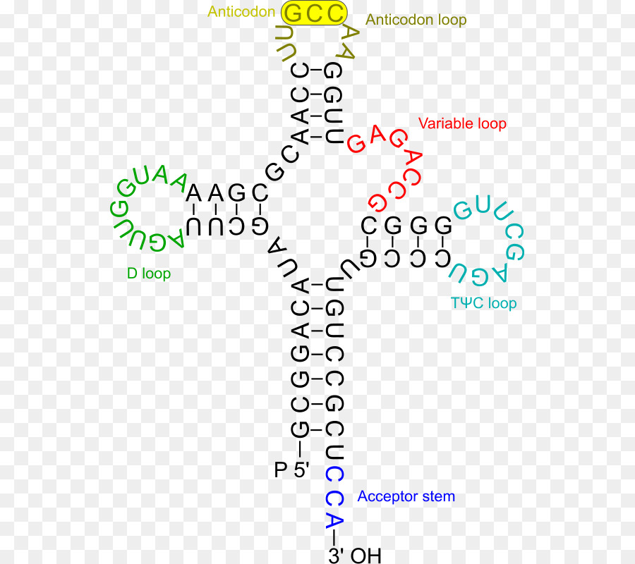 Transfer-RNA Amino acid DNA RNA viren - Elektronische Mittelübertragung