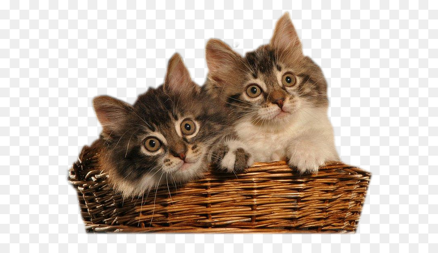 Kätzchen Inländischen kurzhaarigen Katze Clip art - Kätzchen