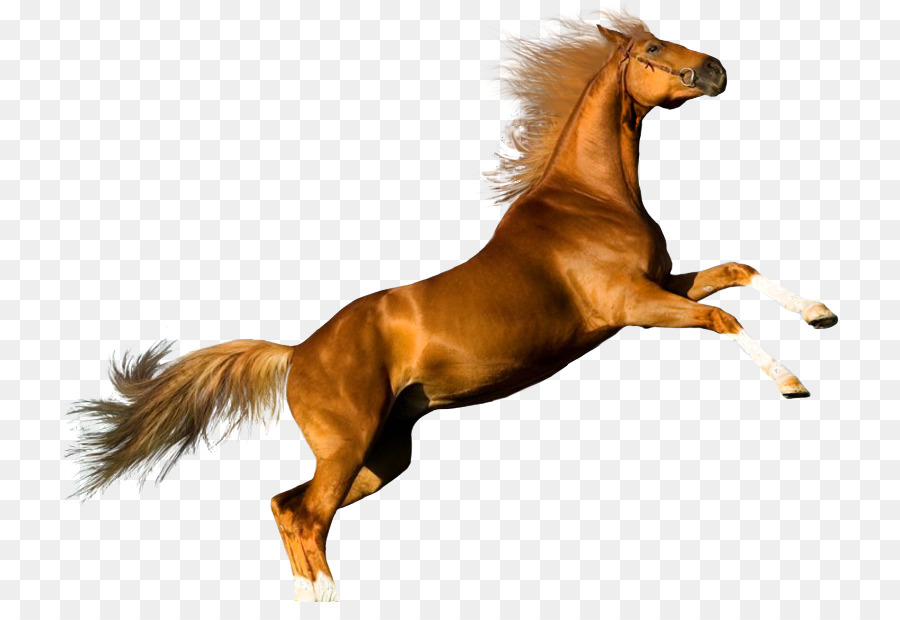 Cavallo arabo Shire horse Sfondo del Desktop - altri
