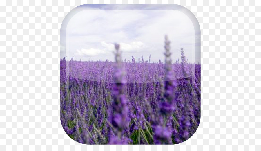 Lavendel Desktop Wallpaper Blume Landschaft Wolke - Blume