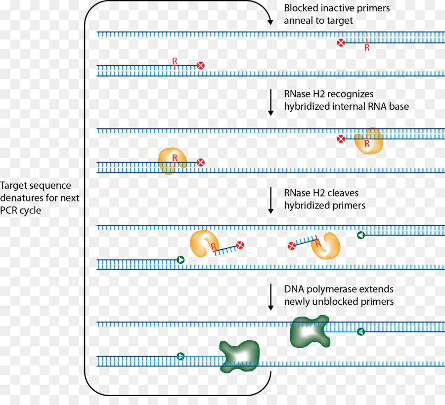 Primer Ribonuclease H polymerasekettenreaktion RNase H abhängigen PCR - andere