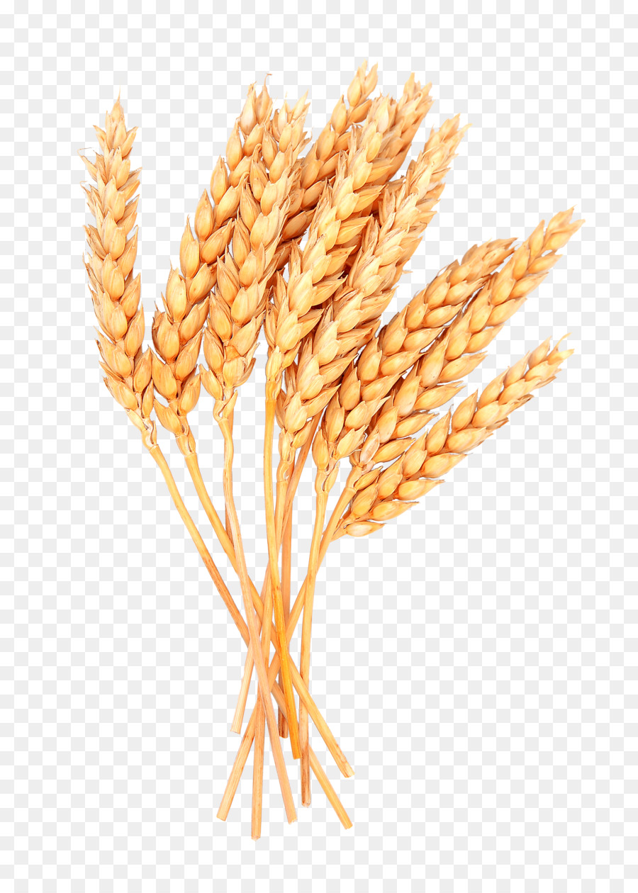 Garbe Getreide-clipart - dinkel Weizen