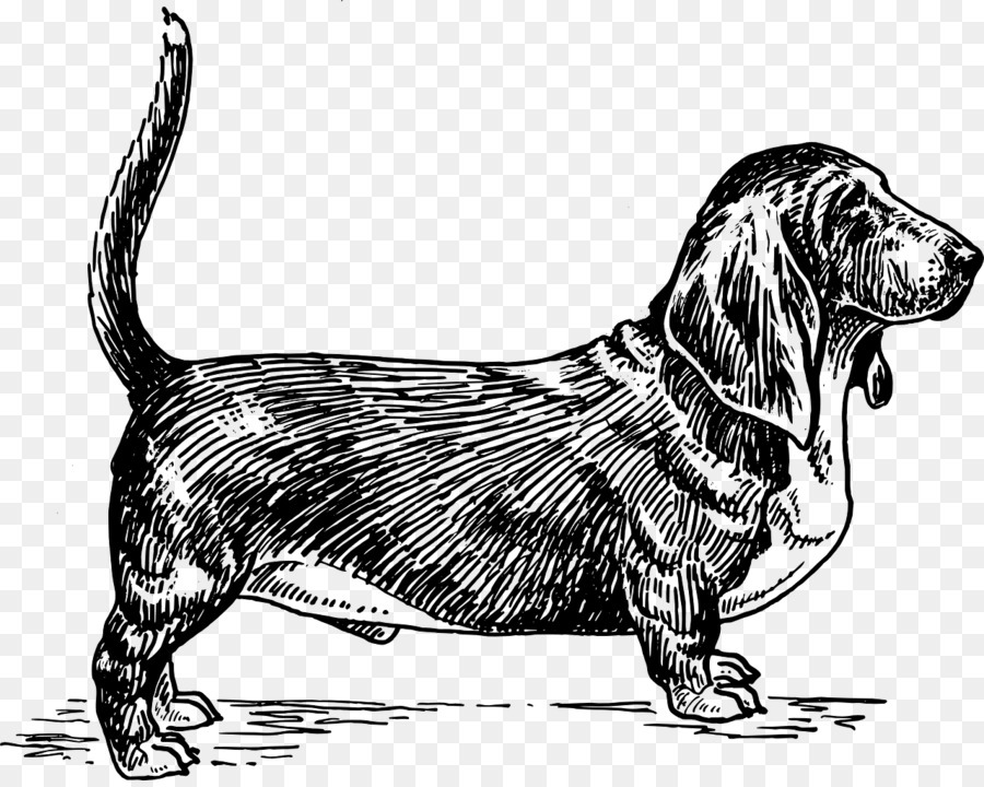 Basset Hound Alpine Dachsbracke-Bull-Terrier, English Setter Barsoi - Hound Dog