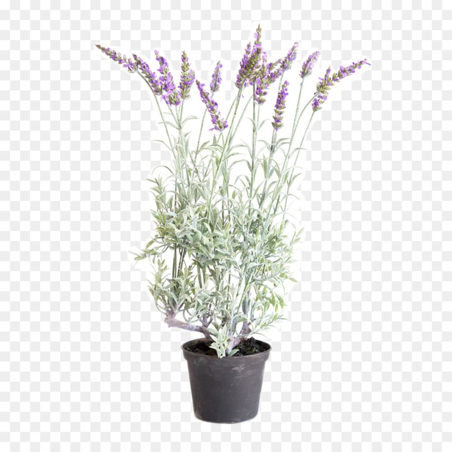 Englisch Lavendel, französischer Lavendel-Strauch Pflanze, die stengel Blume - Blume