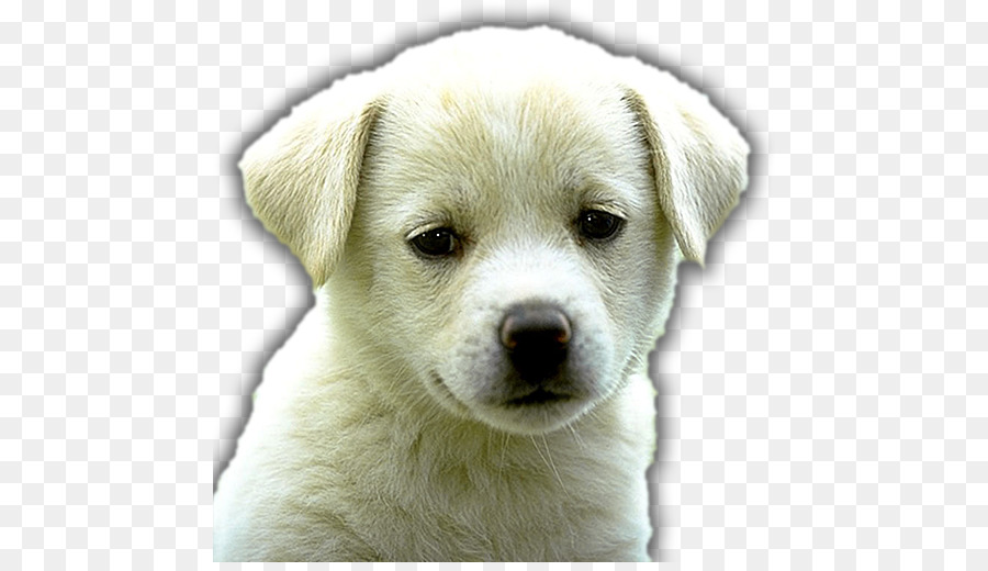 Cucciolo di Labrador Retriever, Golden Retriever, Rottweiler, cane Dalmata - cucciolo