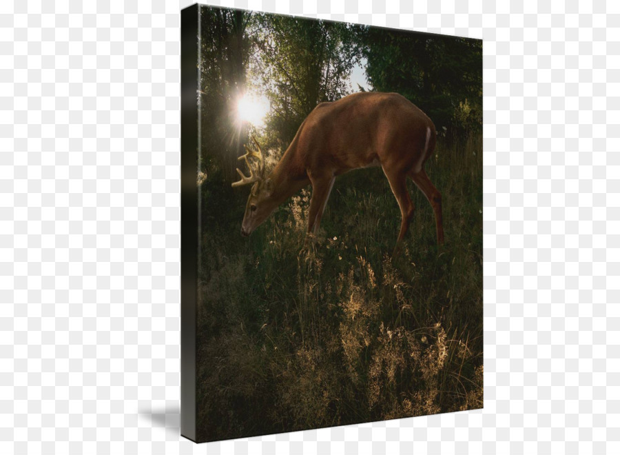 Elk corno di Cervo Tela di stampa di Luce - cervo