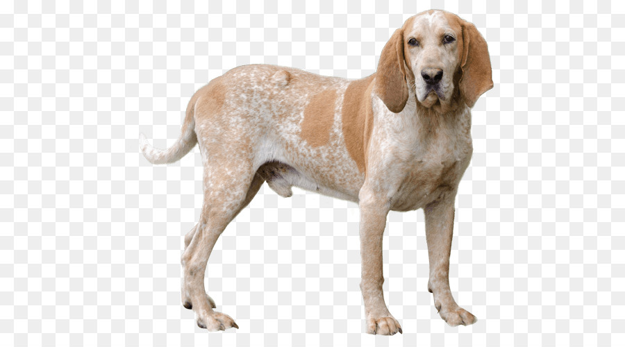 Trong Văn Hóa Mỹ Anh Coonhound Tiếng Chó Săn Cáo Khỉ Coonhound Mỹ Chó Săn Cáo - những người khác