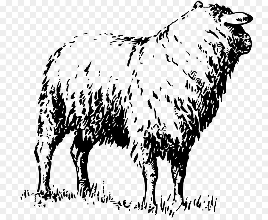 Milchkühe Badger Gesicht Welsh Mountain Schaf, Ziege Merino - Ziege