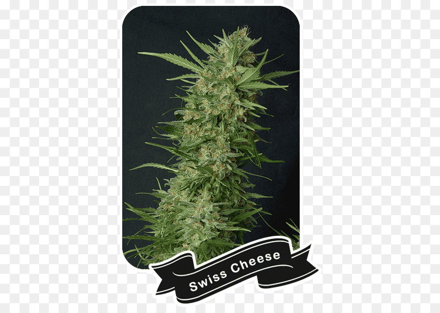 Cannabis-Anbau Cannabis sativa Skunk Marihuana - Cannabis shop