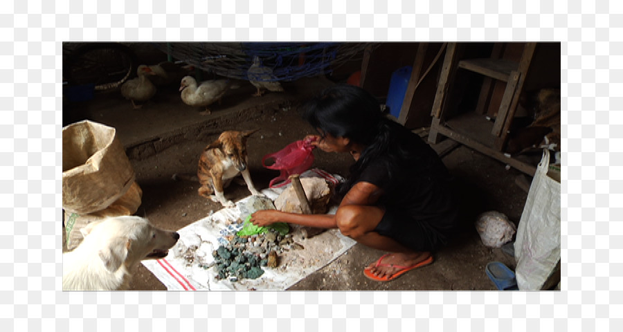 Hunderasse Welpen Artisanal mining Camarines Norte - Die Motorrad Tagebücher