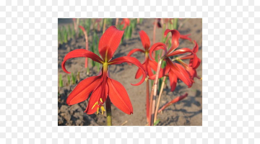 Amaryllis Montbretie Jersey lily Fritillaries Taglilien - andere