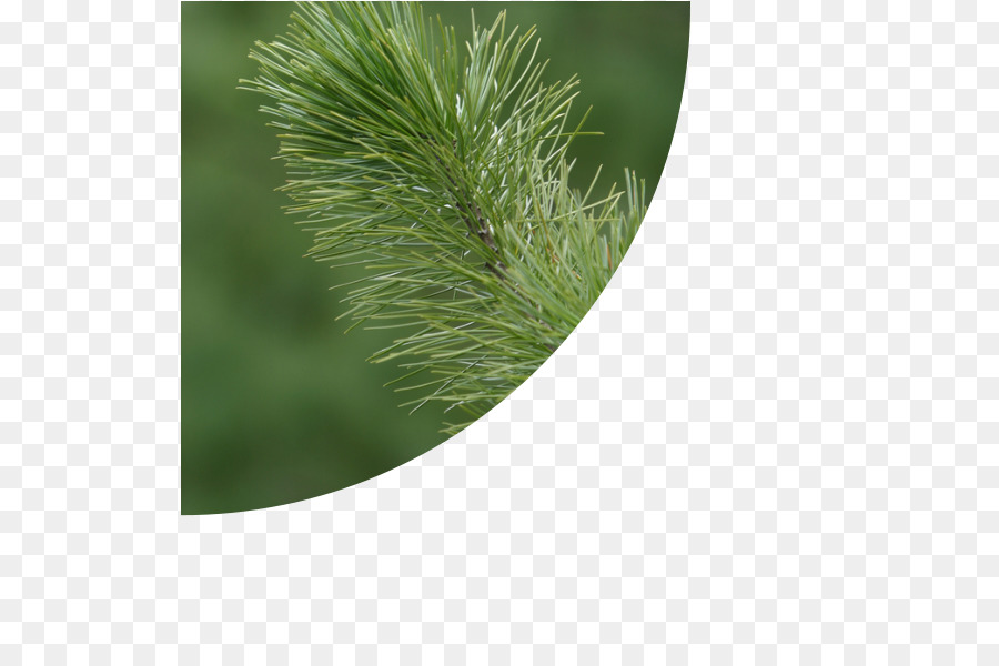 Thông Cây Evergreen Cỏ Gia Đình - cỏ linh lăng