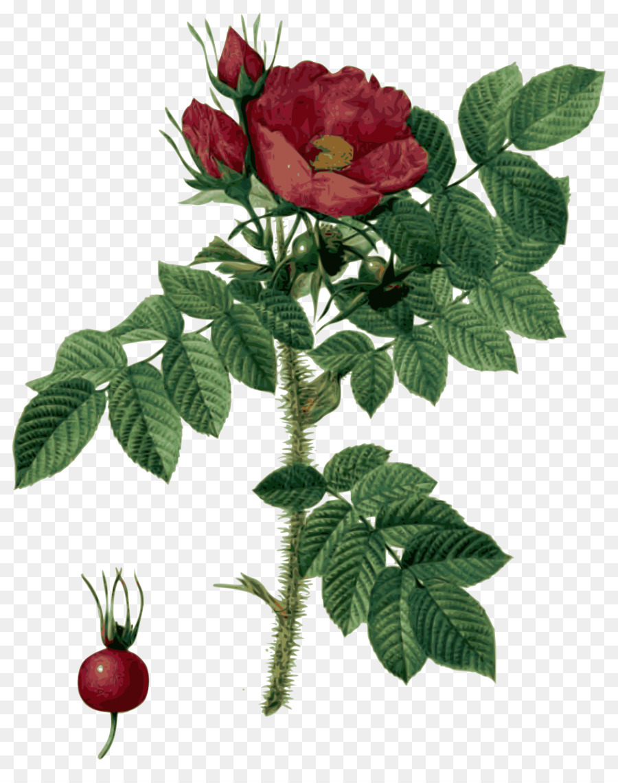 Les roses Botanical illustration Blume - pierrejoseph redoutxe9