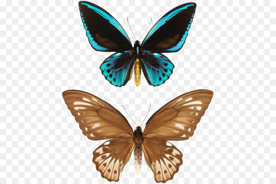 Monarch-Schmetterling, Falter Bläulinge .ru Brush-footed butterflies - andere
