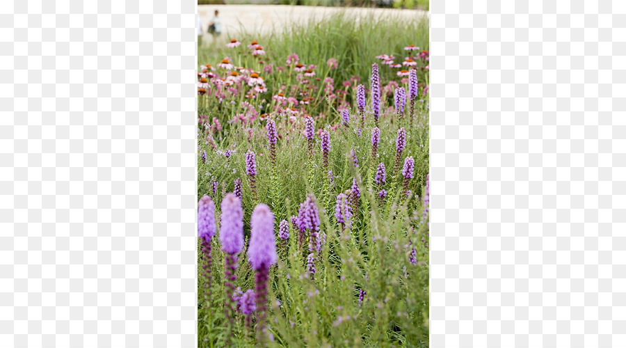 Englisch Lavendel French lavender Subshrub Hyssopus Prairie - andere