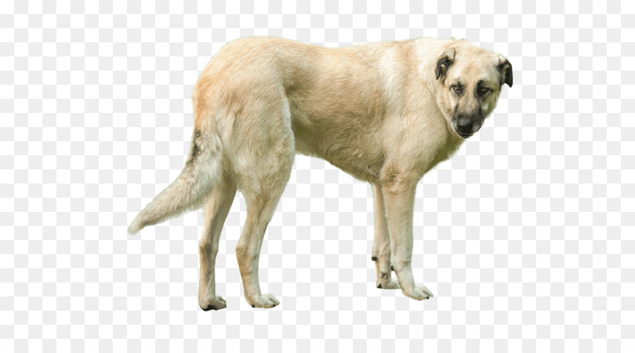Kangal Hund Anatolian shepherd Hund der Rasse deutscher Schäferhund, great Pyrenees - Welpen