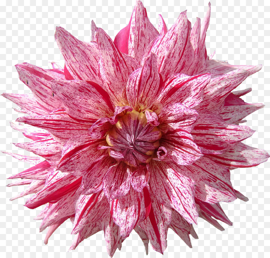 Dahlien Schneiden, Blumen Blütenblatt - Blume