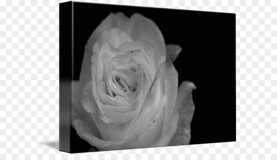 Fotografia Still-life Desktop Sfondo Bianco - altri