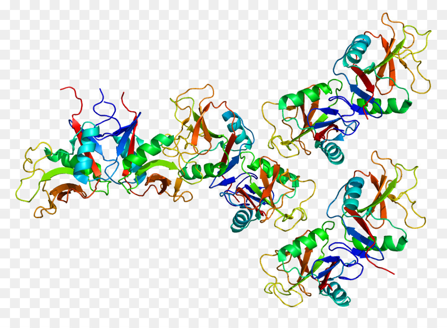 OLR1 lipoproteine a Bassa densità LDL recettore Lectina - altri